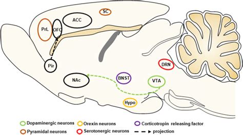 芬太尼误用和滥用的独特药理学、脑功能障碍和治疗进展neuroscience Bulletin X Mol