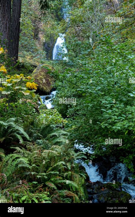 Waterfall Corridor In Columbia River Gorge Oregon Stock Photo Alamy