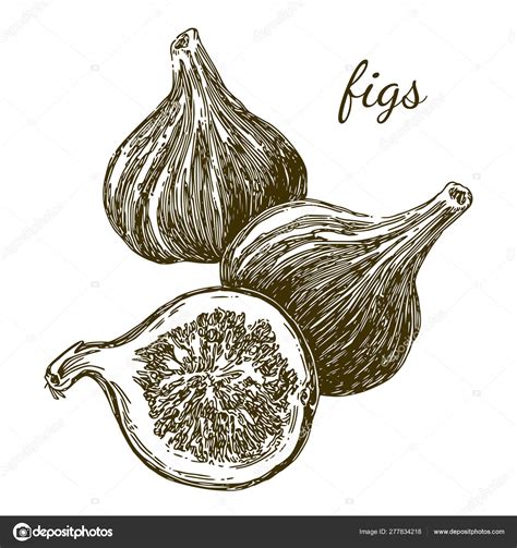 Figs Vintage Style Stock Vector By Kseniakr