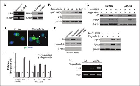 Activation Of P65 Mediates Puma Induction In Response To Regorafenib