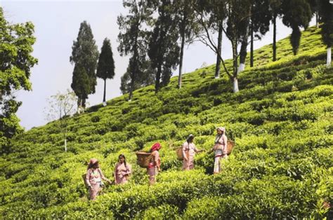 Darjeeling Tea Tourism Package @ Best Deal- Tripoventure