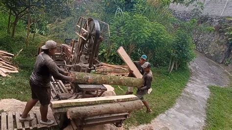 Proses Penggergajian Kayu Wadang Yang Sangat Lembut Bahan Kandang