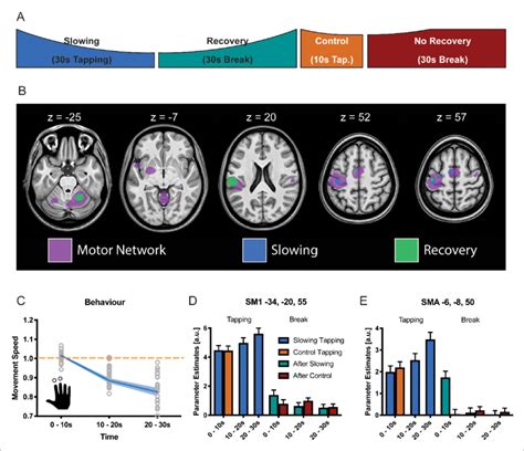 Results Of The Functional Magnetic Resonance Fmri Experiment N Download Scientific Diagram