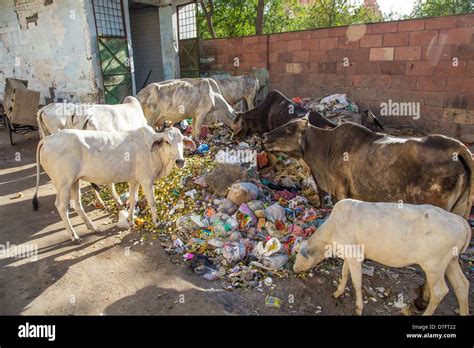 Tiere Essen Müll In Delhi Indien Stockfotografie Alamy