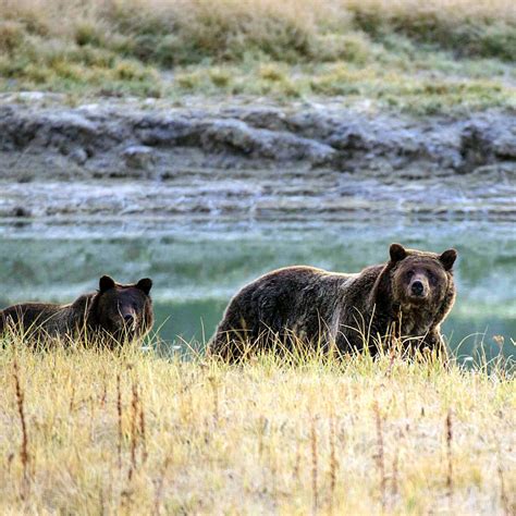 Endangered Animals In Yellowstone