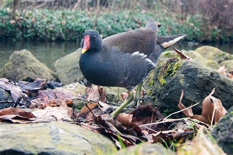 Moorhen Bird Rock Water - Free photo on Pixabay