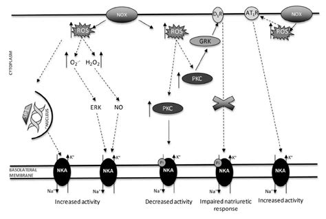 Schematic representation of reactive oxygen species-mediated modulation ...
