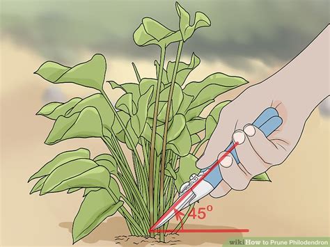 How To Prune Philodendron 8 Steps With Pictures Wikihow