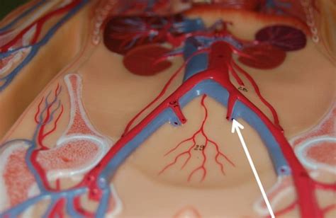 Blood Vessel Lab Flashcards Quizlet