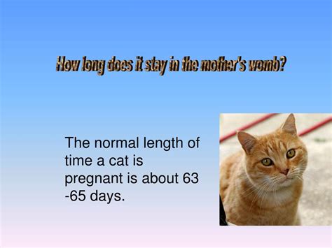 Ppt Welcome To The Cat Life Cycle Powerpoint Presentation Free