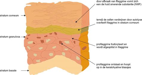 Bouw En Functie Van De Huid Springerlink