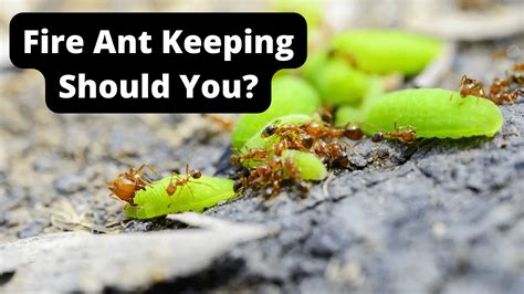 Should You Start A Fire Ant Farm The Top 4 Reasons The Ant Keeper