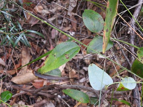 Sweet Sarsaparilla From Tuan Forest QLD 4650 Australia On October 7