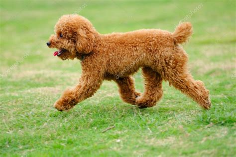 Little toy poodle dog running Stock Photo by ©raywoo 7104763