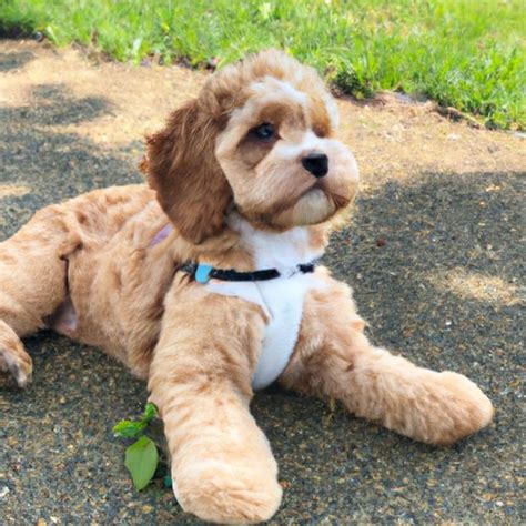 How Big Does A Cavapoo Get A Guide To Understanding Your Furry Friend