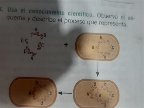 Observa El Esquema Y Describe El Proceso Que Representa Ayuda Porfavor