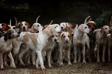 What Do Dogs Think When They See Other Dogs Canine Hq