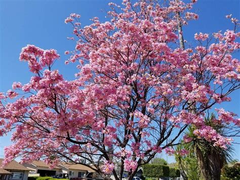 Fakta Unik Bunga Tabebuya Yang Cantik Bak Sakura