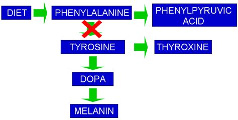 Disorders Of Amino Acid Metabolism Phenylketonuria What Is The