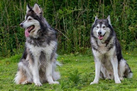 235+ Alaskan Malamute Names – The Ultimate Guide - My Dog's Name