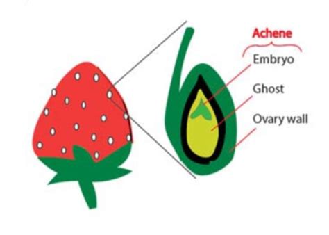 Co Expression Networks For Strawberry Flower And Fruit Development Plantae