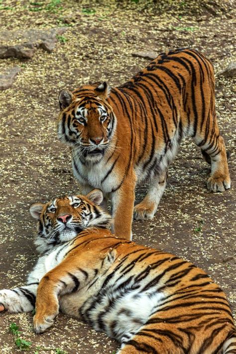 Siberian Tiger Panthera Tigris Tigris Is Also Called The Amur Tiger Panthera Tigris Altaica In