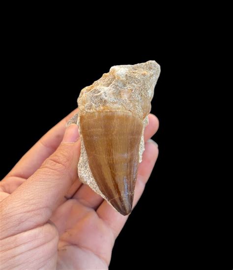 Top Quality Mosasaurus Tooth In Its Root From Morocco Big Reptile