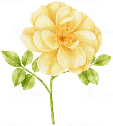 Yellow Rose Flowers Watercolor Illustration 9786792 Png