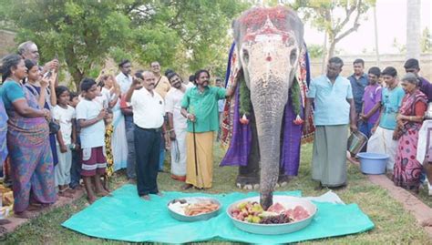 திருவானைக்காவல் கோவில் யானை அகிலாவிற்கு 20வது பிறந்தநாள் உற்சாகமாக