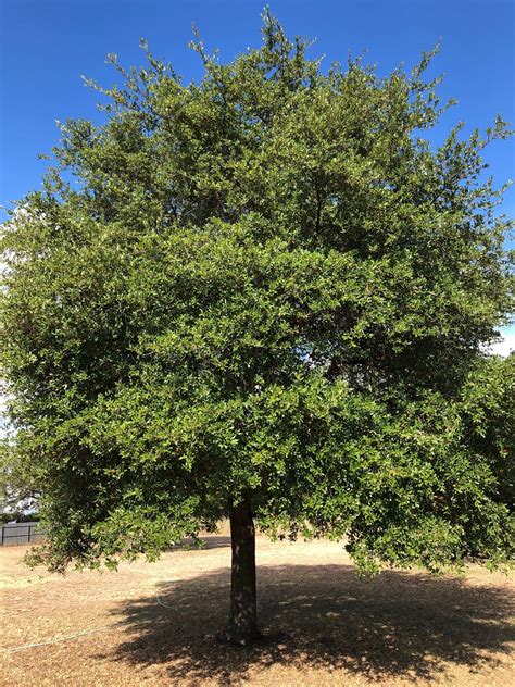 Oak Live Backbone Valley Nursery