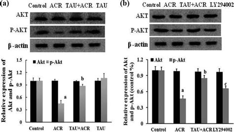 Taurine Attenuates Acrylamide Induced Apoptosis Via A Pi3kakt