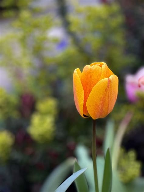 Tulip Flower Yellow - Free photo on Pixabay - Pixabay