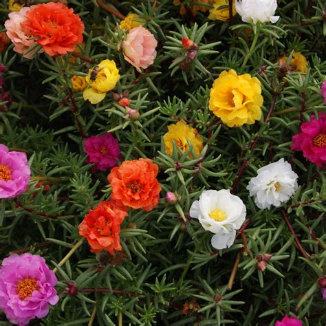 Portulaca Grandiflora Mix Moss Rose Seeds 200 Count Usa Grown Etsy