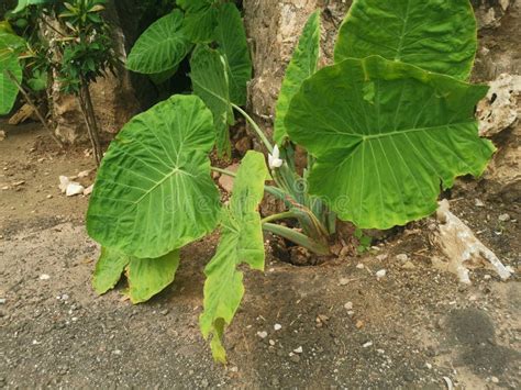 Wild Green Leaf Of The Giant Philodendron Plant Stock Image Image Of
