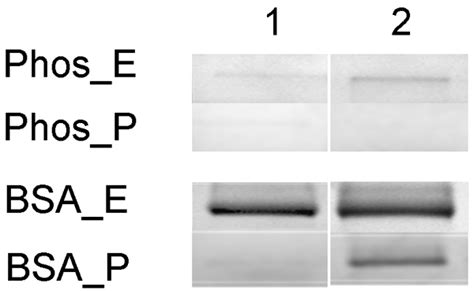 SDS PAGE Analysis Of Phos B And BSA Recovered From 10 To 20 Gels Fixed