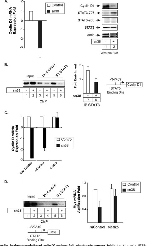 Figure 5 From The Cdk5 Kinase Regulates The STAT3 Transcription Factor