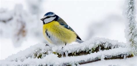 Saint L Une Initiation Au Comptage Des Oiseaux D Hiver