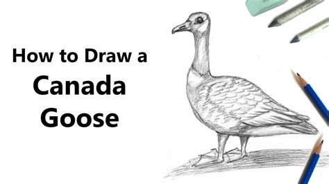 How To Draw A Canada Goose With Pencils Time Lapse Youtube