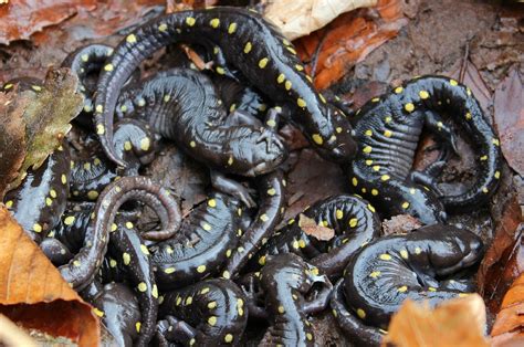 Yellow Spotted Salamanders One Frog And Many Eggs At Dead Mans Pond