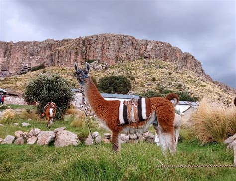 Puno Poblado Ayrumas Carumas Ofrece Experiencia De Turismo Comunitario