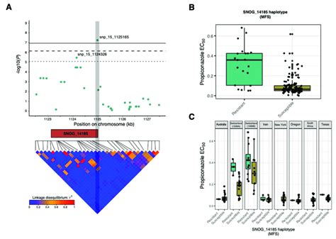 Analysis Of The Snp Associations Near The Mfs Transporter Gene