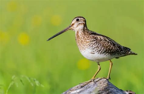 25 Small Long Beaked Birds That Will Amaze You With Images