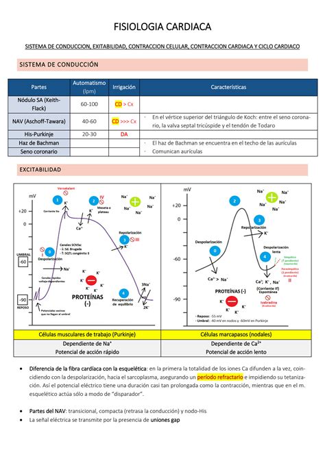 Solution Fisiologia Cardiaca Sistema De Conduccion Exitabilidad