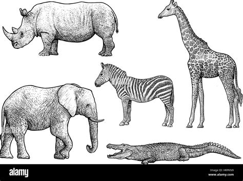 African Animals Illustration Drawing Engraving Ink Line Art Vector