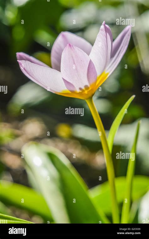 Pink And Yellow Dwarf Tulips Profile View Stock Photo Alamy