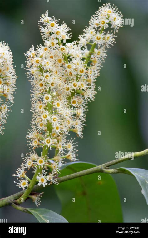 Bay Laurel flowers Laurus nobilis Stock Photo - Alamy