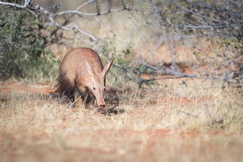 Amazing Facts About Aardvarks Secret Africa