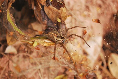 Aranha Teia De Funil Ariadna Sp Segestria Sp T Flickr