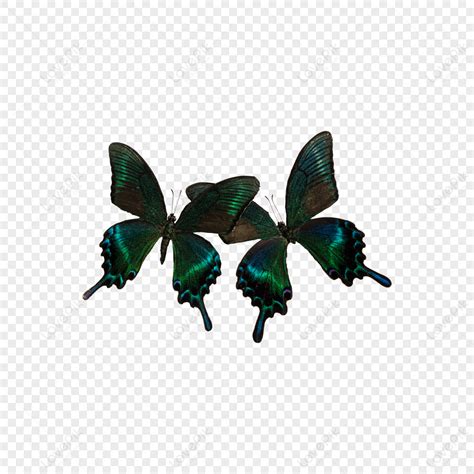 Butterfly Wings Flying Specimen Still Life,anime,bright PNG White ...