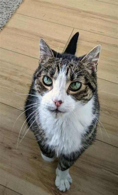 Nice cat pictures. - Animals Pictures